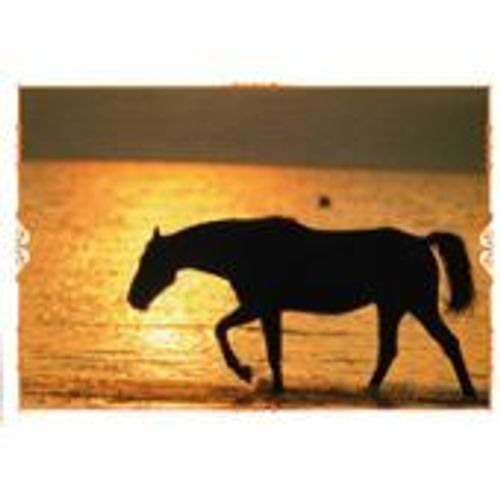 N°67 Image Panini Chevaux Un Voyage A Travers Les Couleurs