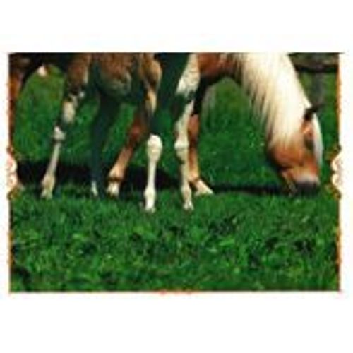N°58 Image Panini Chevaux Un Voyage A Travers Les Couleurs