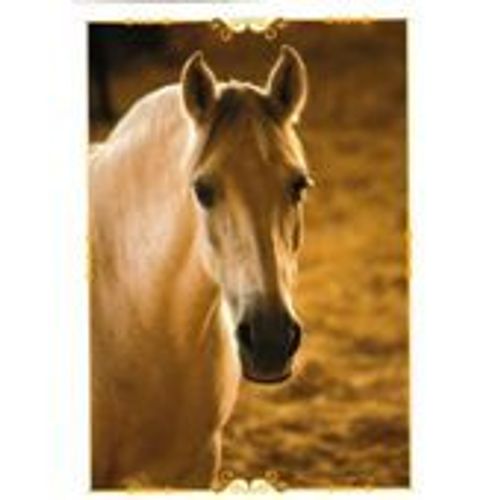 Image Panini Chevaux Un Voyage A Travers Les Couleurs N°72