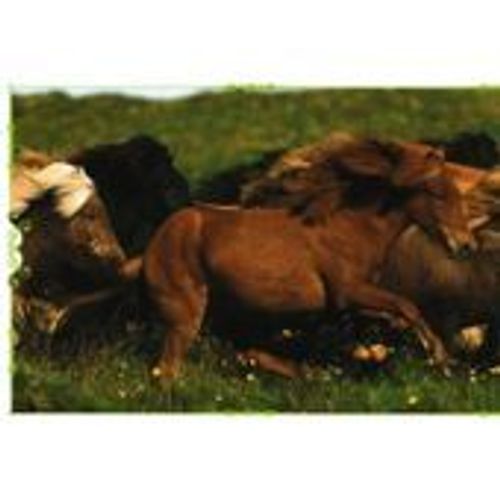 N°105 Image Panini Chevaux Un Voyage A Travers La Couleur