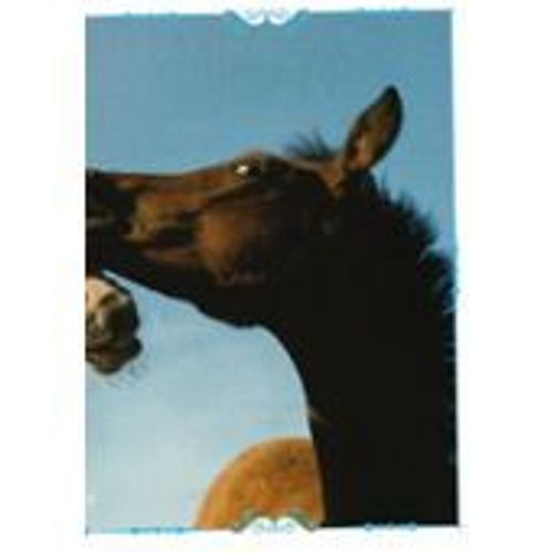 N°150 Image Panini Chevaux Un Voyage A Travers Les Couleurs