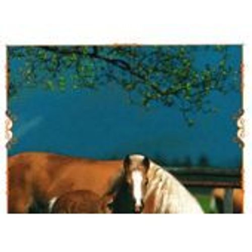 N°57 Image Panini Chevaux Un Voyage A Travers Les Couleurs