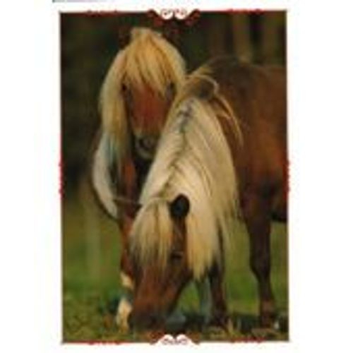 N°46 Image Panini Chevaux Un Voyage A Travers Les Couleurs