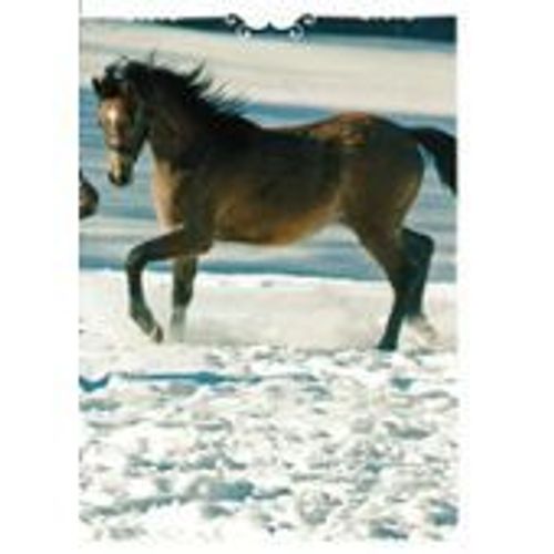 N°21 Image Panini Chevaux Un Voyage A Travers Les Couleurs