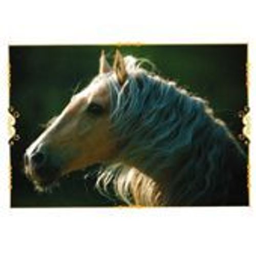 N°77 Image Panini Chevaux Un Voyage A Travers Les Couleurs