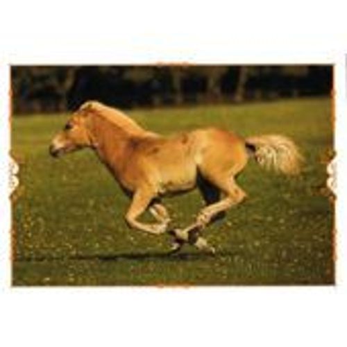 N°59 Image Panini Chevaux Un Voyage A Travers Les Couleurs