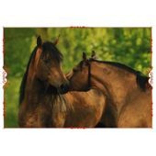 N°45 Image Panini Chevaux Un Voyage A Travers Les Couleurs