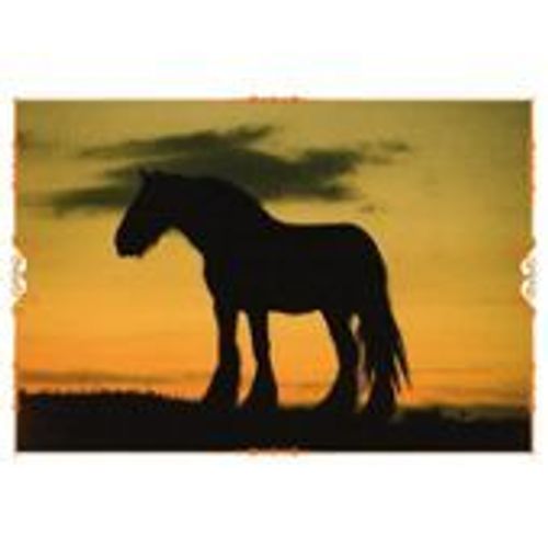 N°69 Image Panini Chevaux Un Voyage A Travers Les Couleurs