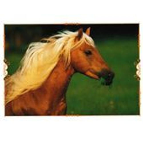 N°49 Image Panini Chevaux Un Voyage A Travers Les Couleurs