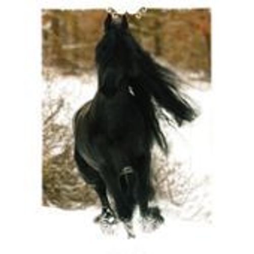 N°19 Image Panini Chevaux Un Voyage A Travers Les Couleurs