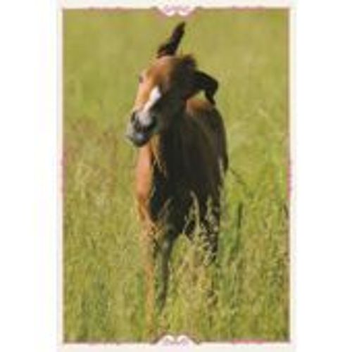 N°158 Image Panini Chevaux Un Voyage A Travers Les Couleurs