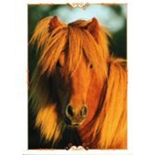 N°53 Image Panini Chevaux Un Voyage A Travers Les Couleurs