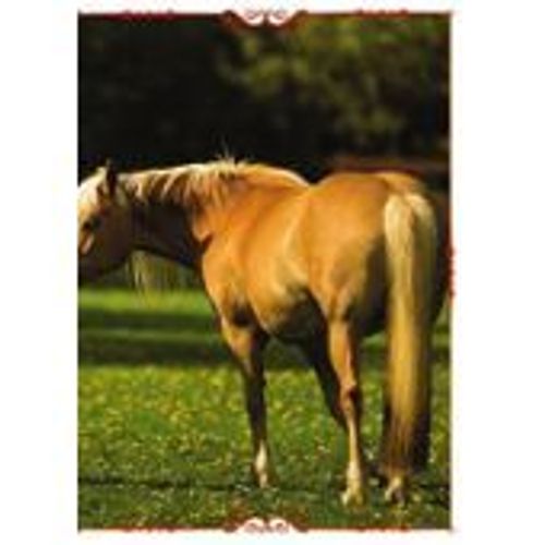 N°43 Image Panini Chevaux Un Voyage A Travers Les Couleurs