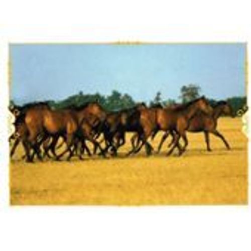 N°89 Image Panini Chevaux Un Voyage A Travers Les Couleurs