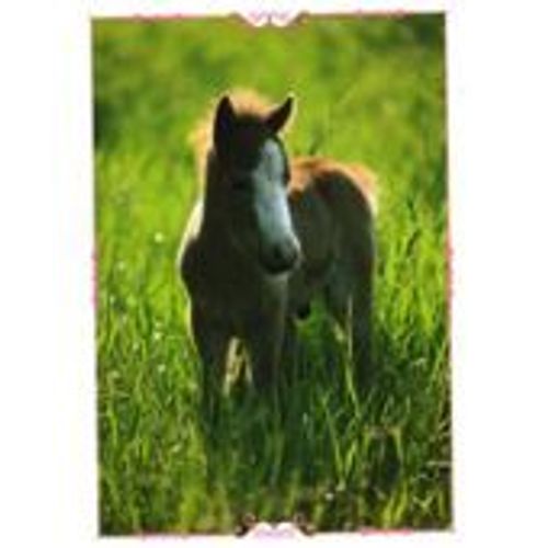 N°156 Image Panini Chevaux Un Voyage A Travers Les Couleurs