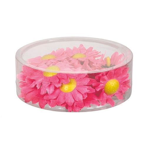 20 Marguerites Roses