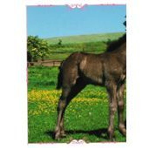 N°163 Image Panini Chevaux Un Voyage A Travers Les Couleurs