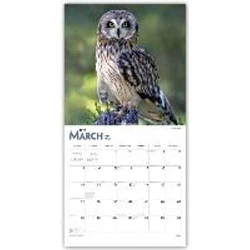 Owls 2019 Square Wall Calendar
