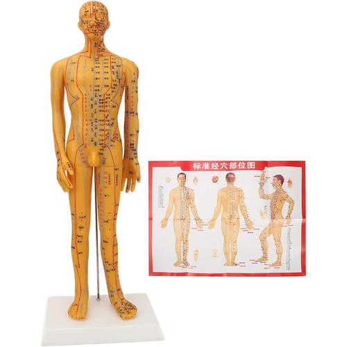 53cm Mannequin Homme Méridiens Et Acupoints Corps Humain Acupuncture Médecine Chinoise Enseignement Acupoint Mannequin Point De Pression Modèle D'acupuncture