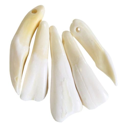 Dent De Buffle - Lot De 5