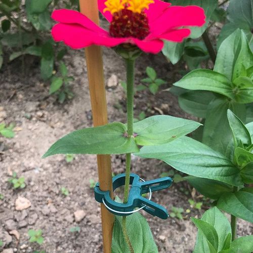orchid/ées tomates Vert LAMF Lot de 200 Clips de Support pour Plantes pour Plantes de Vigne de Fleurs tomates