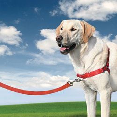 Harnais Easywalk Chien L Rouge