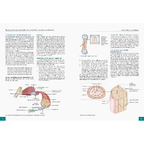 Die Anatomie Der Sportverletzungen