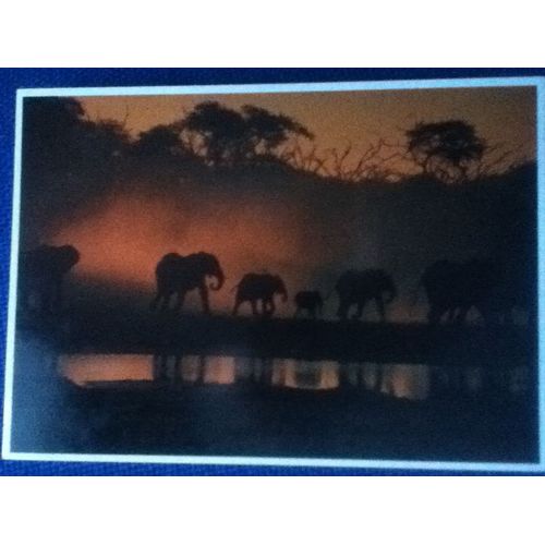 Elephants, Loxadonta Africana. Ref 206