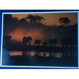 Elephants, Loxadonta Africana. Ref 206