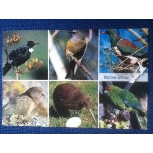 Native Birds Of New Zealand