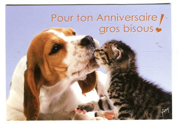 Bon Anniversaire Chien Chat