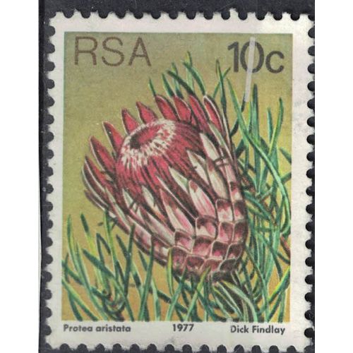 Afrique Du Sud 1977 Used Plante Ladismith Sugarbush Protea Aristata Su