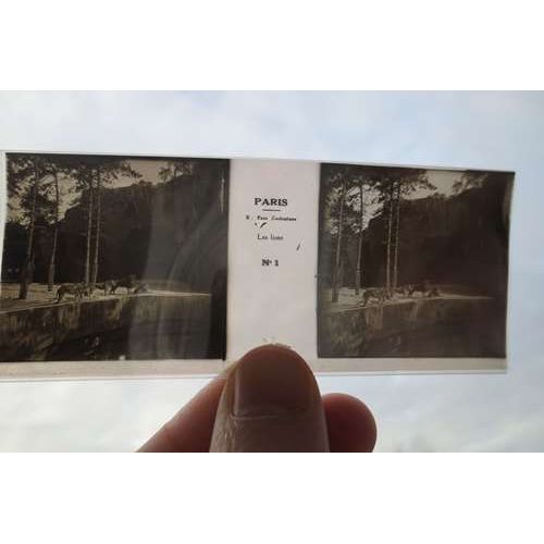 Positif Stéréoscopique Sur Film Paris Parc Zoologique Les Lions N°1