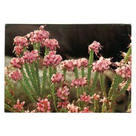 Carte Postale - Pty - Réf 433 - " Cape Heath ( Erica ) " - Afrique Du Sud