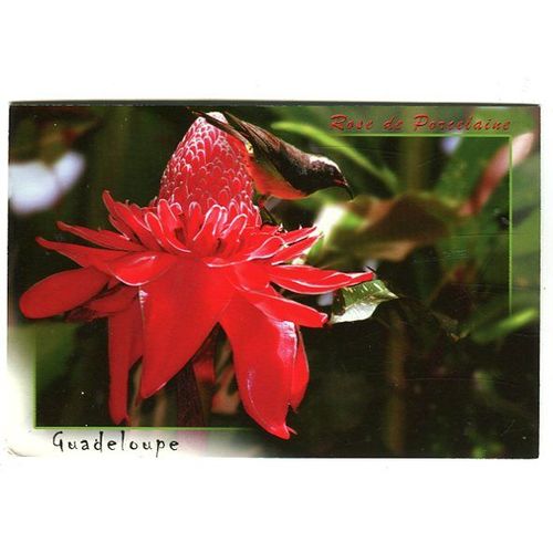 Carte Postale - Rose De Porcelaine - Antilles - Guadeloupe