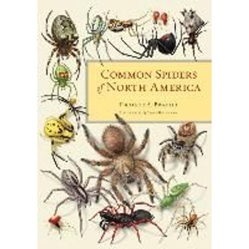 Common Spiders Of North America