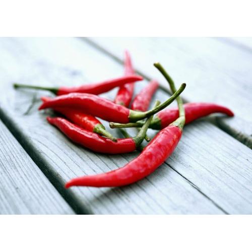 Plant de Piment Oiseau bio - Le Jardin d'Albert - Vente en ligne