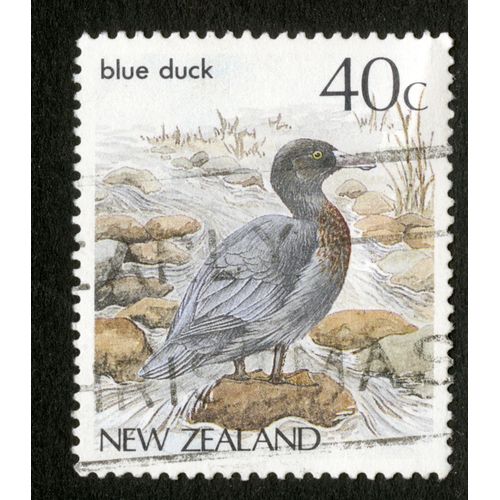 Timbre Oblitéré New Zealand, Blue Duck, 40 C
