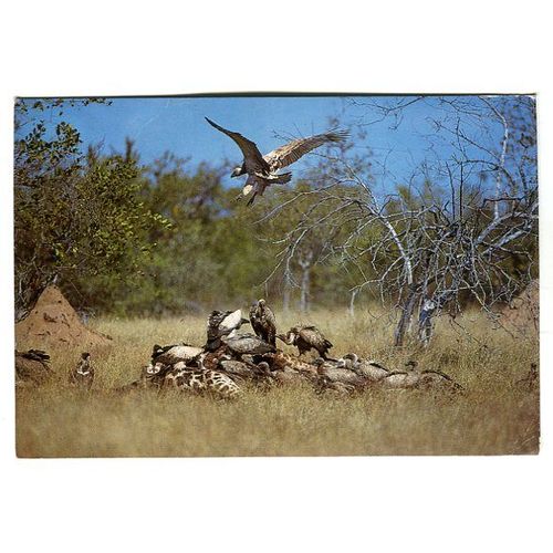 Carte Postale - " White-Backed Vulture " - ( Vautour A Dos Blanc ) - Afrique Du Sud