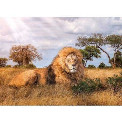 Puzzle Adulte : Le Lion Dans La Savane - 1000 Pieces - Clementoni - Collection Animaux Sauvages