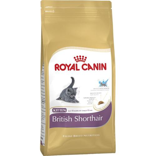 British Shorthair Kitten - 10kg