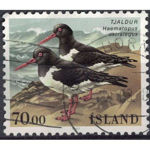 Islande 1987 Oblitéré Used Oiseau Haematopus Ostralegus Huîtrier Pie Su