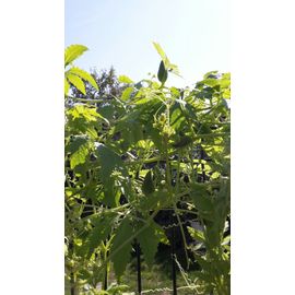 8 Graines De Cyclanthère