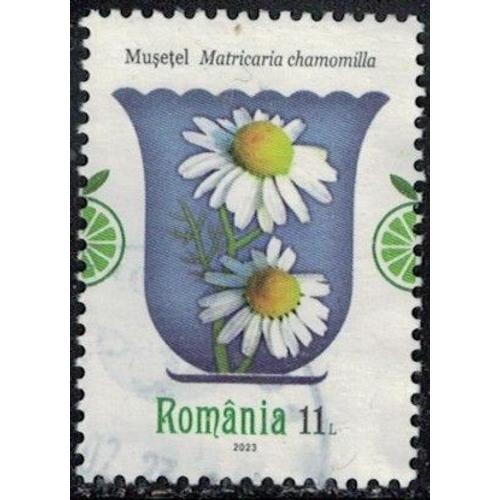 Roumanie 2023 Oblitéré Used Plantes Médicinales Matricaria Chamomilla Camomille Sauvage Y&t Ro 6967 Su