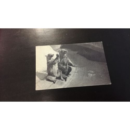 Carte Postale Paris Parc Zoologique Du Bois De Vincennes Un Couple D'ours Bruns En L'état Sur Les Photos