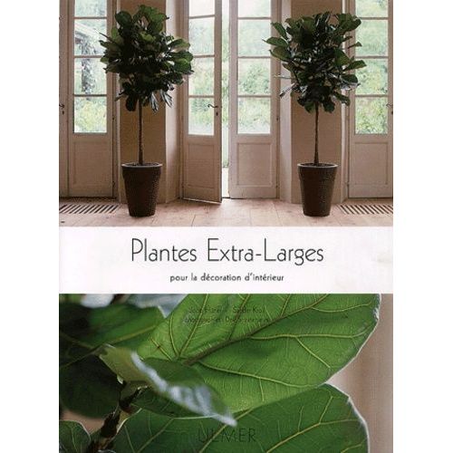 Plantes Extra-Larges Pour La Décoration D'intérieur