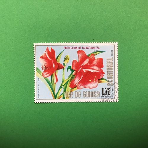Guinée Équatoriale - Fleurs D'afrique - Hippeastrum Vittatum