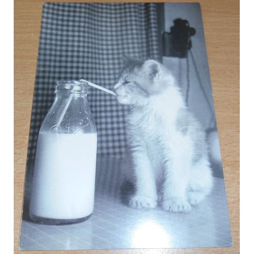 carte postale noir et blanc petit chat buvant du lait la paille