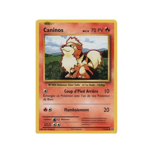 Caninos (Xy12-17/108)