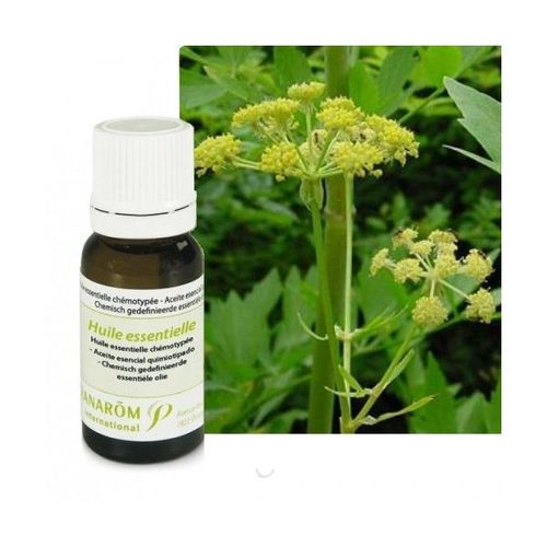 Livèche (Ache Des Montagnes) - Huile Essentielle Levisticum Officinale 5 Ml - Pranarôm 